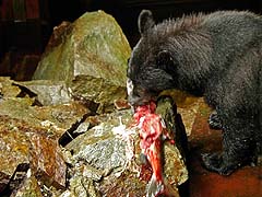Bear Fishing