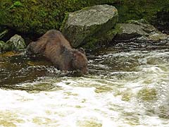 Bear Fishing