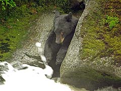 Bear Fishing