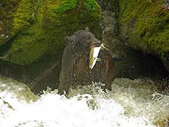 Bear Fishing