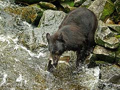 Bear Fishing