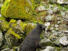 Bear on the hillside