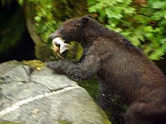 Bear on the hillside