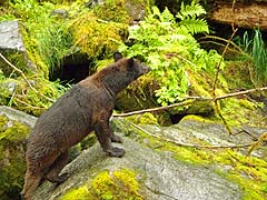 Bear on the hillside