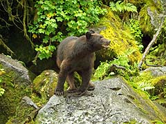 Bear on the hillside
