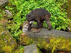 Bear on the hillside