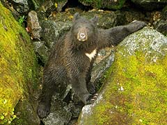 Bear on the hillside