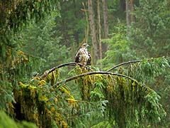 Eagle in tree, from the beach