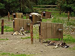 More dog houses