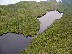 Tongass Forest