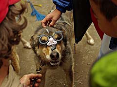 Dogs hamming it up on break