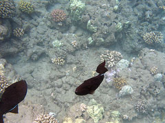 Black Triggerfish, Hulopoe Bay, Lana'i