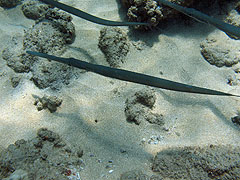Cornetfish, Black Rock