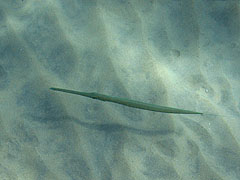 Cornetfish, Reef off Ulua Beach, Wailea