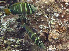 Sailfin Tang, Honolua Bay