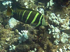 Sailfin Tang, Honolua Bay