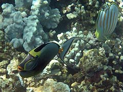 Orangespine Unicornfish, Honolua Bay