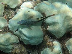 Possible Blenny, Honolua Bay