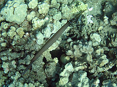 Trumpetfish, Reef off Palauea Beach, Makena