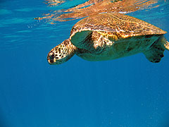 Green turtle at Black Rock