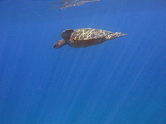 Green sea turtle off Palauea Beach, Makena