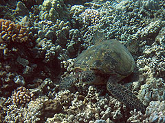 Green sea turtle off Palauea Beach, Makena