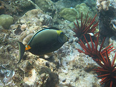 Orangespine Unicornfish, Reef off Ulua Beach, Wailea