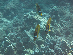Raccoon Butterflyfish, Reef off Palauea Beach, Makena