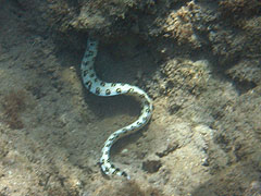 Reef off Ulua Beach, Wailea