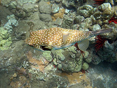 Stripebelly Puffer, Reef off Ulua Beach, Wailea