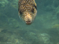 Stripebelly Puffer, Reef off Ulua Beach, Wailea