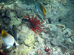 Threadfin Butterflyfish, Reef off Ulua Beach, Wailea