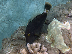 Possible Triggerfish, Hulopoe Bay, Lana'i